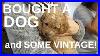 Antique_Mall_And_Dog_Search_For_Barb_01_eqfr