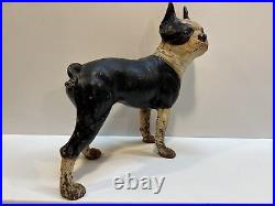 Antique Right Facing 10 8 Lbs. Hubley Lg. Boston Terrier Cast Iron Dog Doorstop