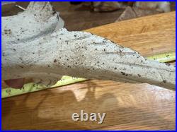 Antique Solid Cast Iron Bird Pheasant Statue Doorstop Garden Decor