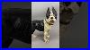 Are_You_A_Proud_Boston_Terrier_Owner_Stunning_Cast_Iron_Painted_Doorstop_C1910_Who_Could_Resist_01_muzh