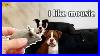 Boston_Terrier_Puppies_Meets_New_Mouse_Friend_Funny_Reactions_01_uk