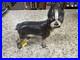 RARE_Antique_Hubley_Cast_Iron_Original_Paint_Boston_Terrier_Dog_Doorstop_01_ixay