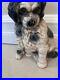 Vintage_Antique_King_Charles_Cavalier_Cast_Iron_Dog_Doorstop_01_npvg
