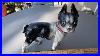 Vintage_Cast_Iron_Boston_Terrier_Dog_Doorstop_Original_Paint_01_oyki